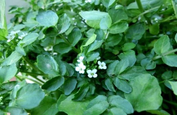 豆瓣菜經常食用它的好處？
