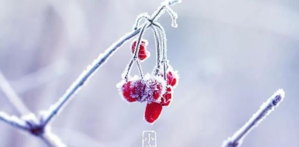 又是一年小寒日，小寒詩詞你可知？朋友圈文案有著落了