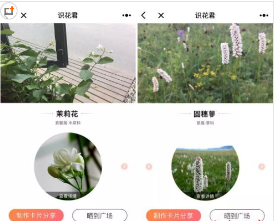 微信app小程序中的識花君怎么用？微信app小程序中的識花君用法介紹！