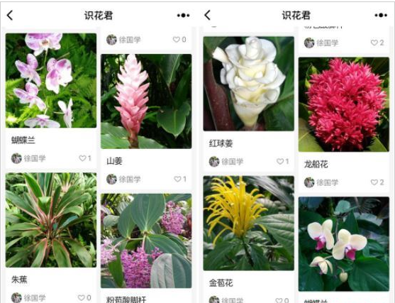 微信app小程序中的識花君怎么用？微信app小程序中的識花君用法介紹！