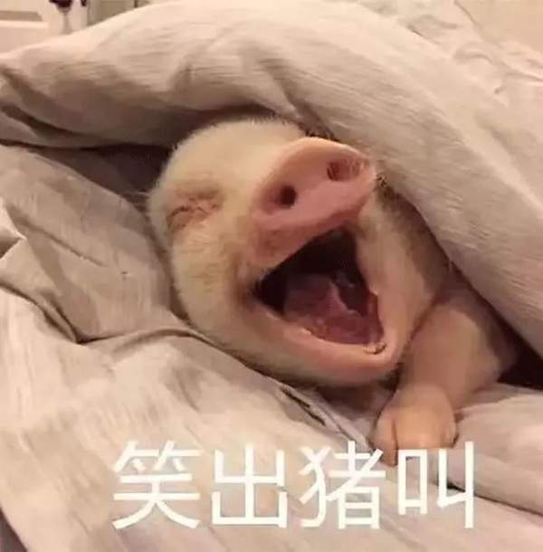 【抖音熱門豬圈GIF表情包】全套高清無水印分享
