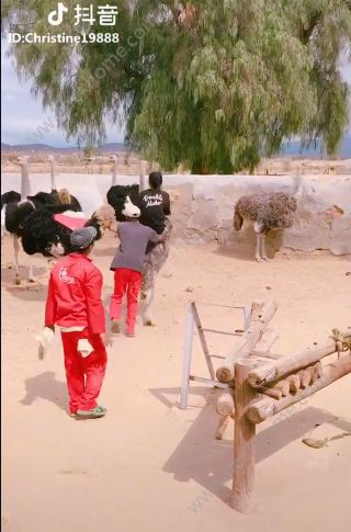 抖音騎鴕鳥賽跑背景音樂是什么？抖音騎鴕鳥大賽的歌曲分享
