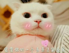 抖音喵喵喵貓咪表情包高清無水印圖片分享！