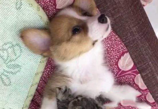 抖音狗狗哈哈舞是什么？音樂介紹