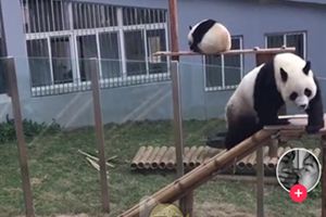 抖音評論皮大大是什么意思？抖音皮大大是什么梗
