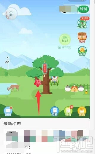 支付寶螞蟻森林梅花掛件怎么領??？