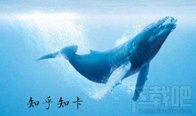 知乎知卡套餐怎么收費？知乎知卡可以辦理幾張？
